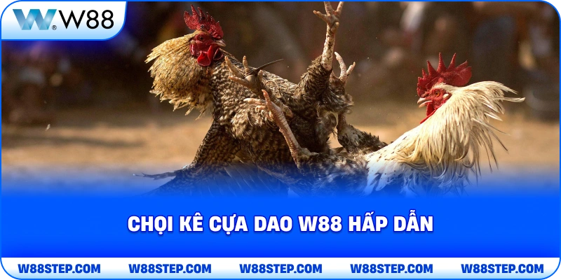 Chọi kê cựa dao W88 hấp dẫn
