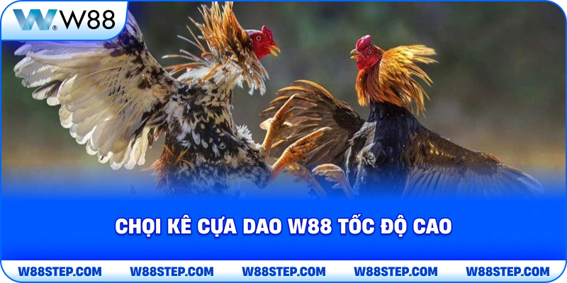 Chọi kê cựa dao W88 tốc độ cao