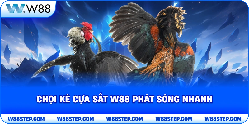 Chọi kê cựa sắt W88 phát sóng nhanh