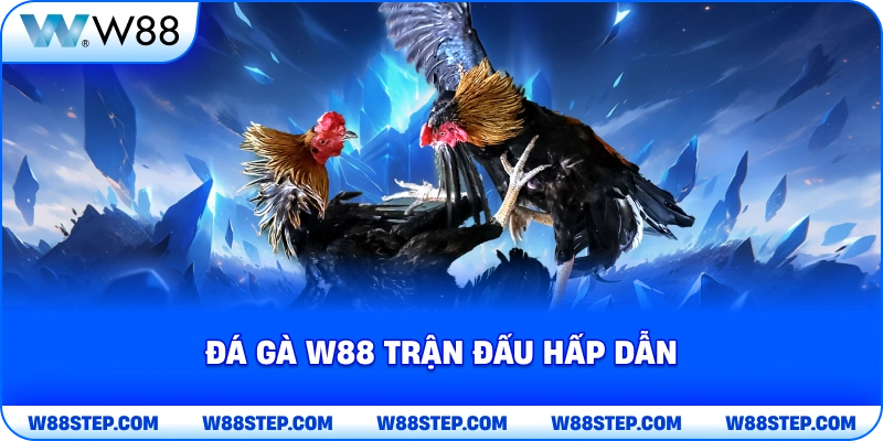 Đá Gà W88 trận đấu hấp dẫn