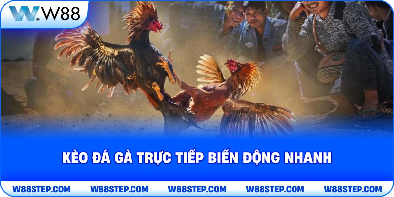 Kèo đá gà trực tiếp biến động nhanh